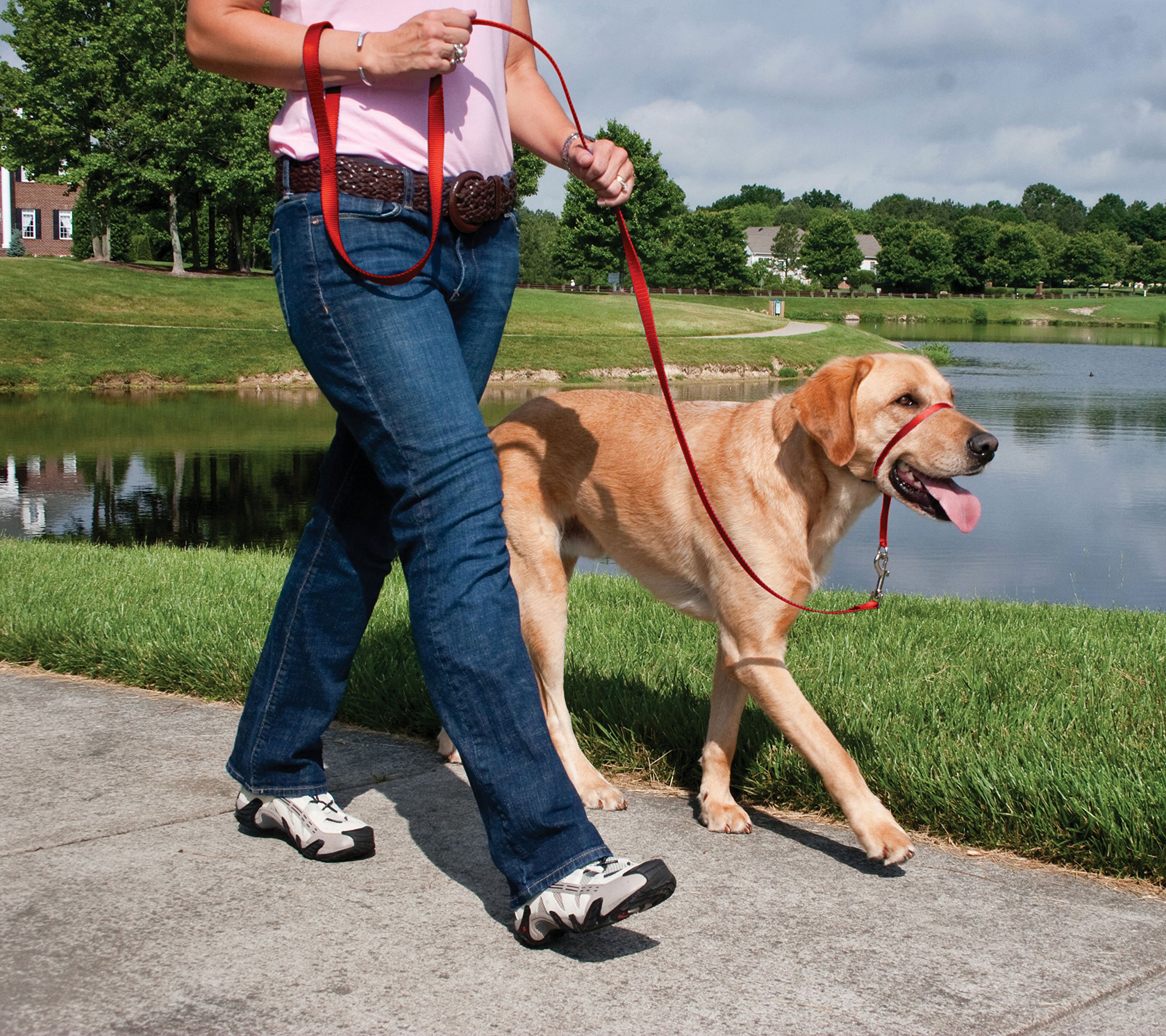 Amazon | PetSafe（ペットセーフ） ジェントルリーダー 引っ張り防止